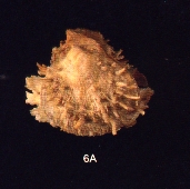 un caso di sinonimia